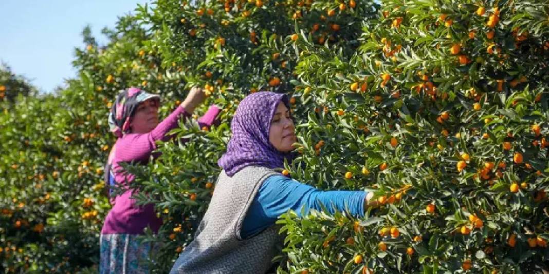 17 yıl önce coğrafi işaret almıştı! Antalya’da hummalı hasat başladı: 300.000 ton rekolte bekleniyor 2